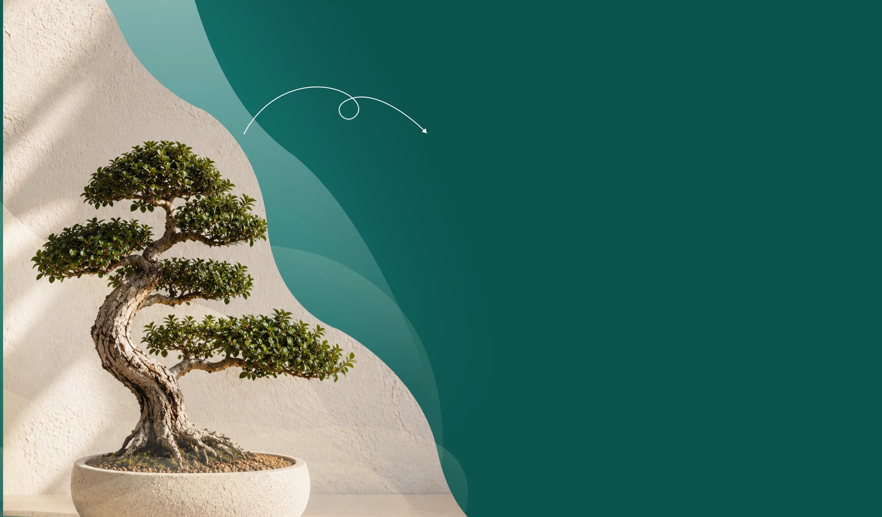 A bonsai tree against a sunlit textured wall