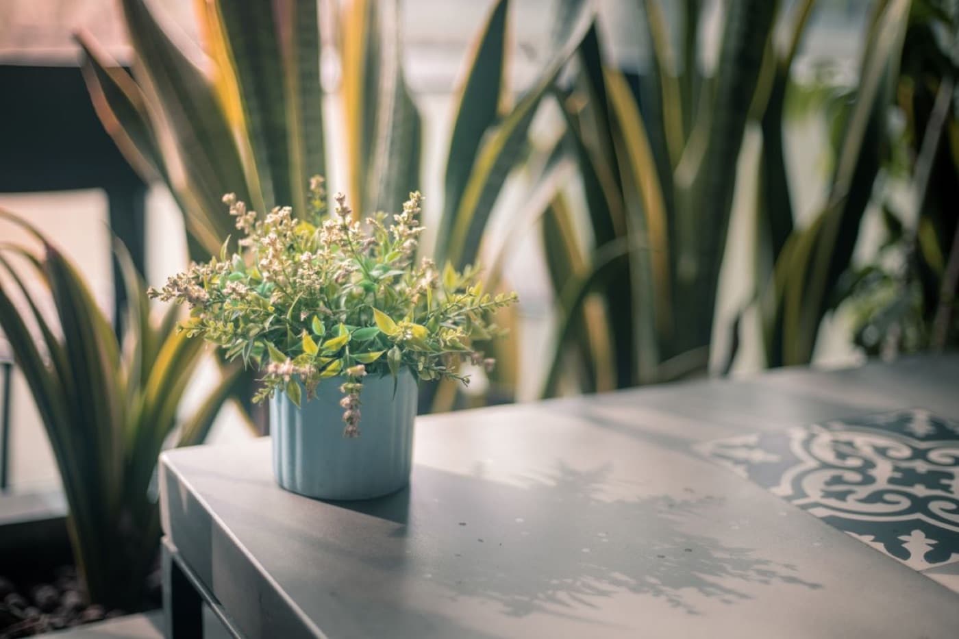 A small potted plant on a table in soft light